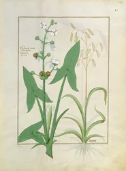 Mattheaus Platearius 153rによる単純な薬の本のイラスト